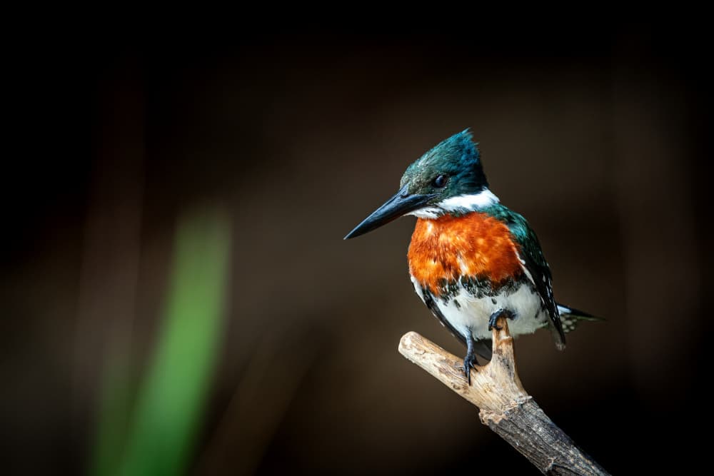 Vibrant Kingfisher by Massimo Felici — canvas wall art