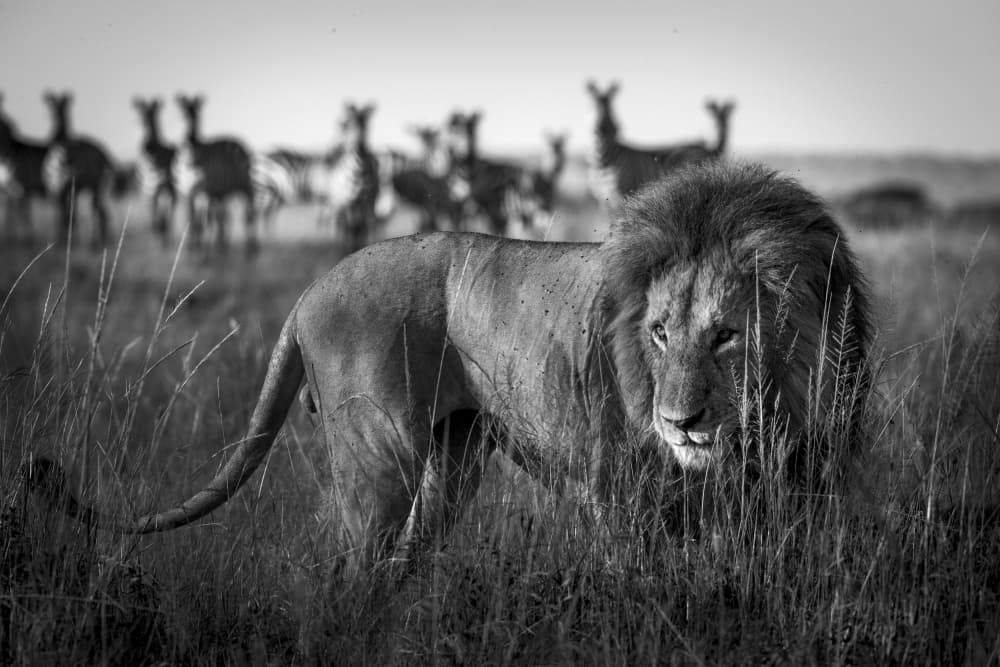 African Lion and Zebras by Roshkumar — canvas wall art