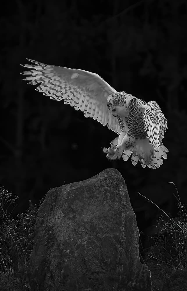 Majestic Snowy Owl Flight by Johnson Huang — canvas wall art
