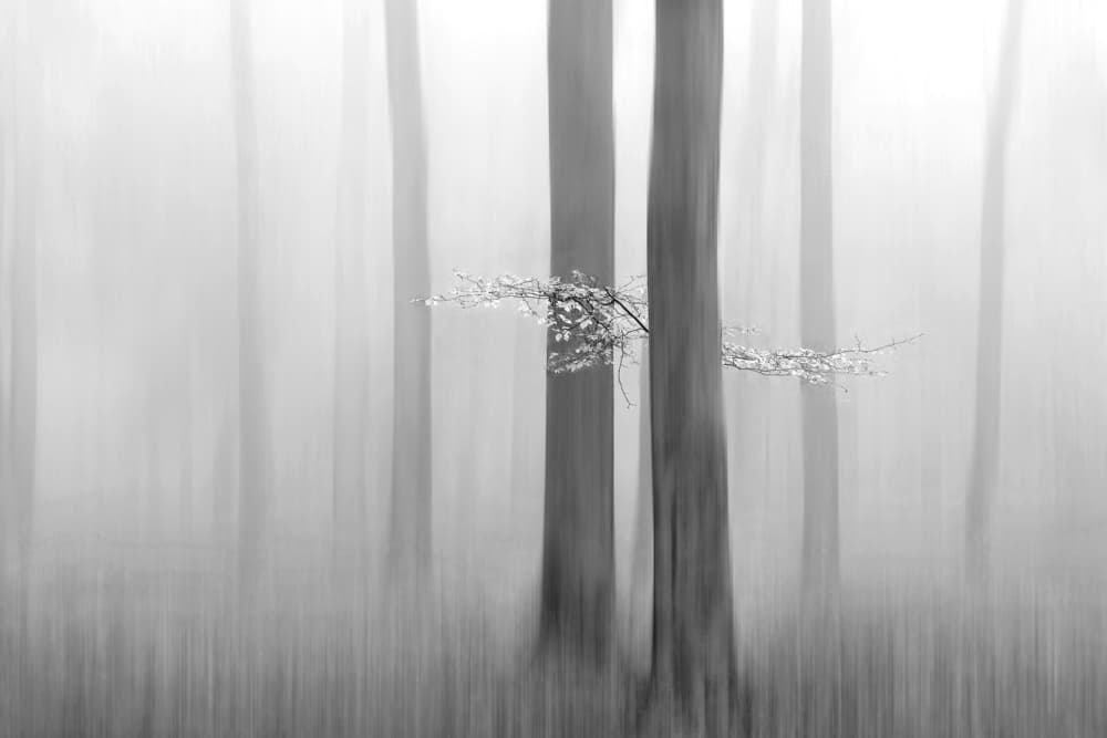 Ethereal Forest Branch by Huib Limberg — canvas wall art
