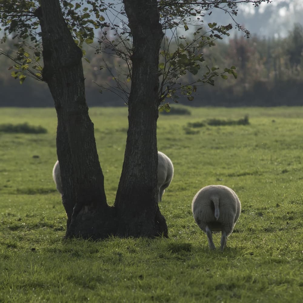 Grazing Sheep Green Field by Gert van den Bosch — canvas wall art