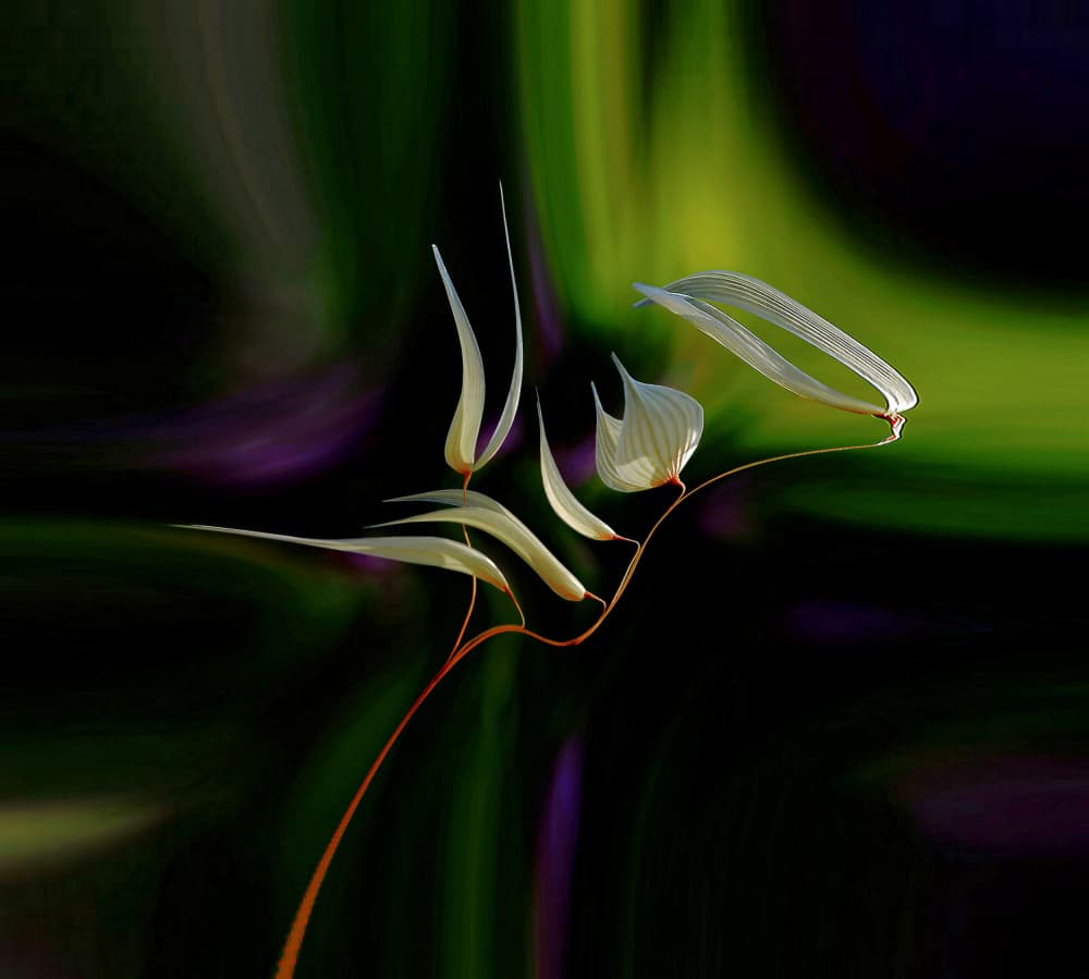 Elegant Botanical Flow by Thierry Dufour — canvas wall art