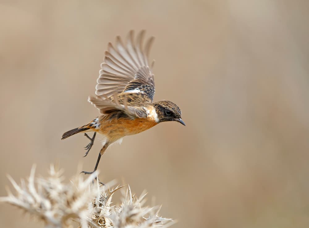 Wild Bird Takes Flight by Shlomo Waldmann — canvas wall art