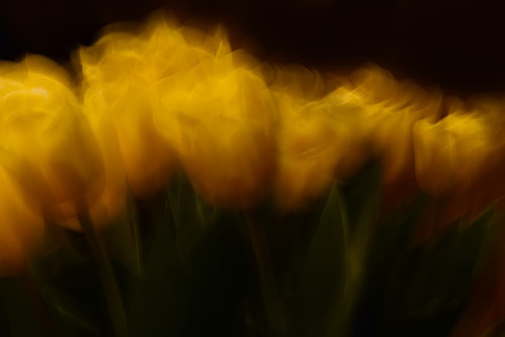 Dreamy Yellow Blooms by Heidi Westum — canvas wall art