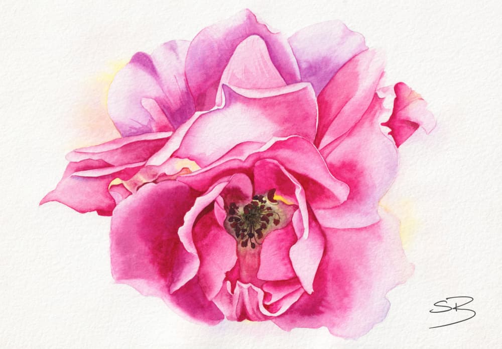 Blooming Pink Rose by Salome — canvas wall art