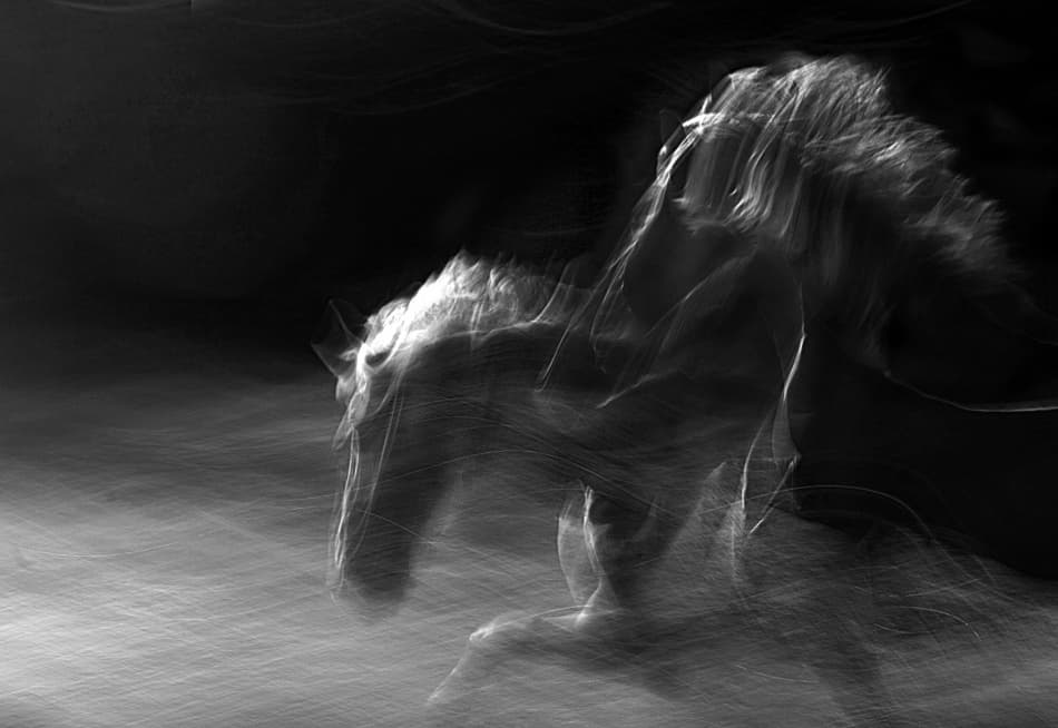 Dynamic Horse Movement by Milan Malovrh — canvas wall art