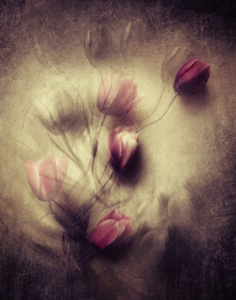 Moody Tulip Blooms by Kahar Lagaa — canvas wall art