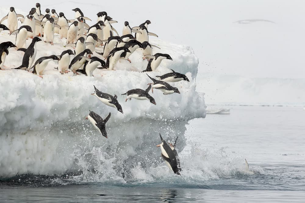Adelie Penguins Diving by Joan Gil Raga — canvas wall art