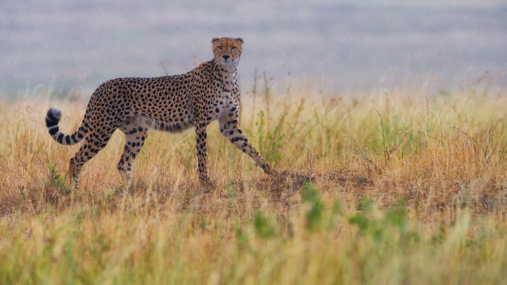 Cheetah In Golden Grass by Mohammed Alnaser — canvas wall art