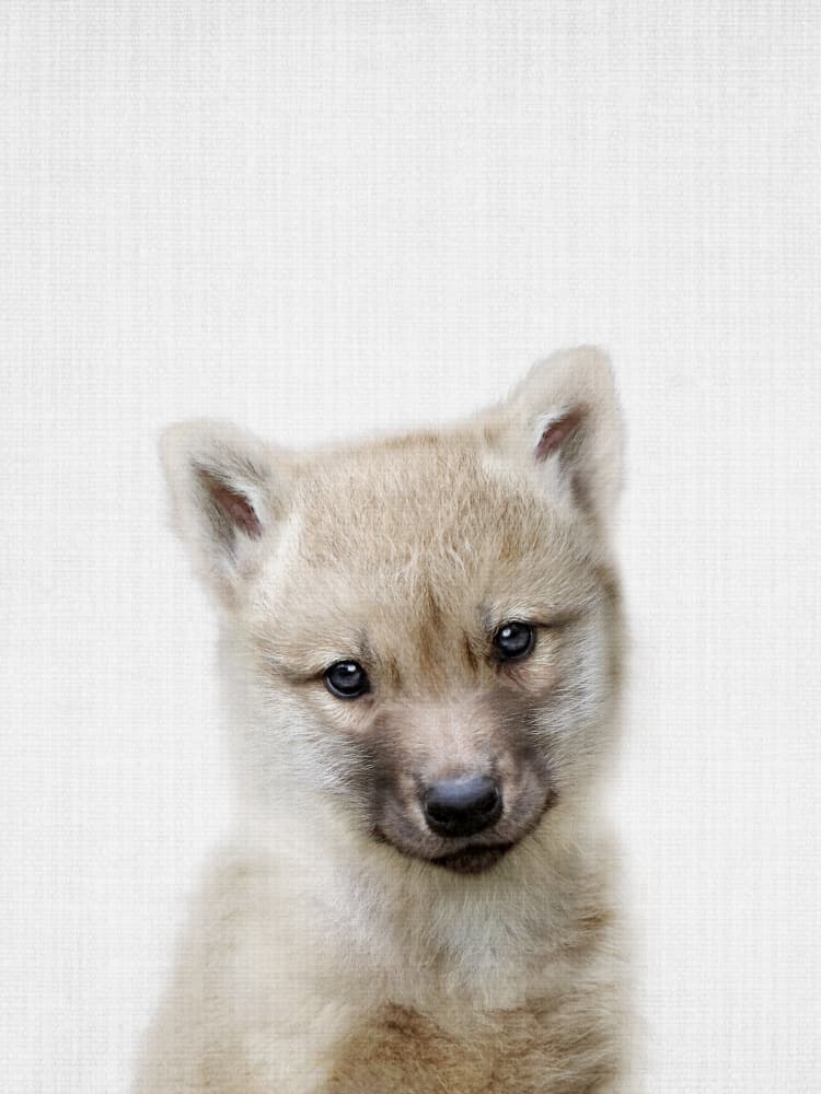 Adorable Wolf Pup by Lila & Lola — canvas wall art