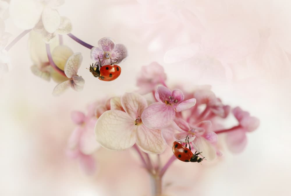 Sweet Ladybug Flowers by Ellen van Deelen — canvas wall art