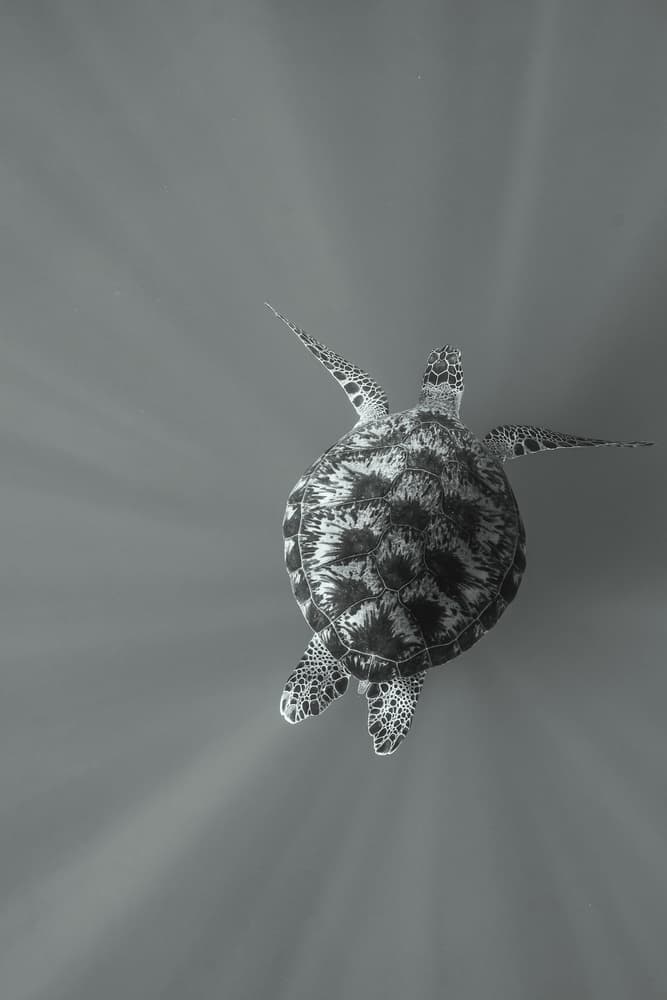 Swimming Sea Turtle by Serge Melesan — canvas wall art
