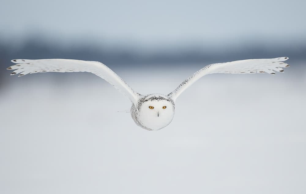 Snowy Owl In Flight by Marco Pozzi — canvas wall art