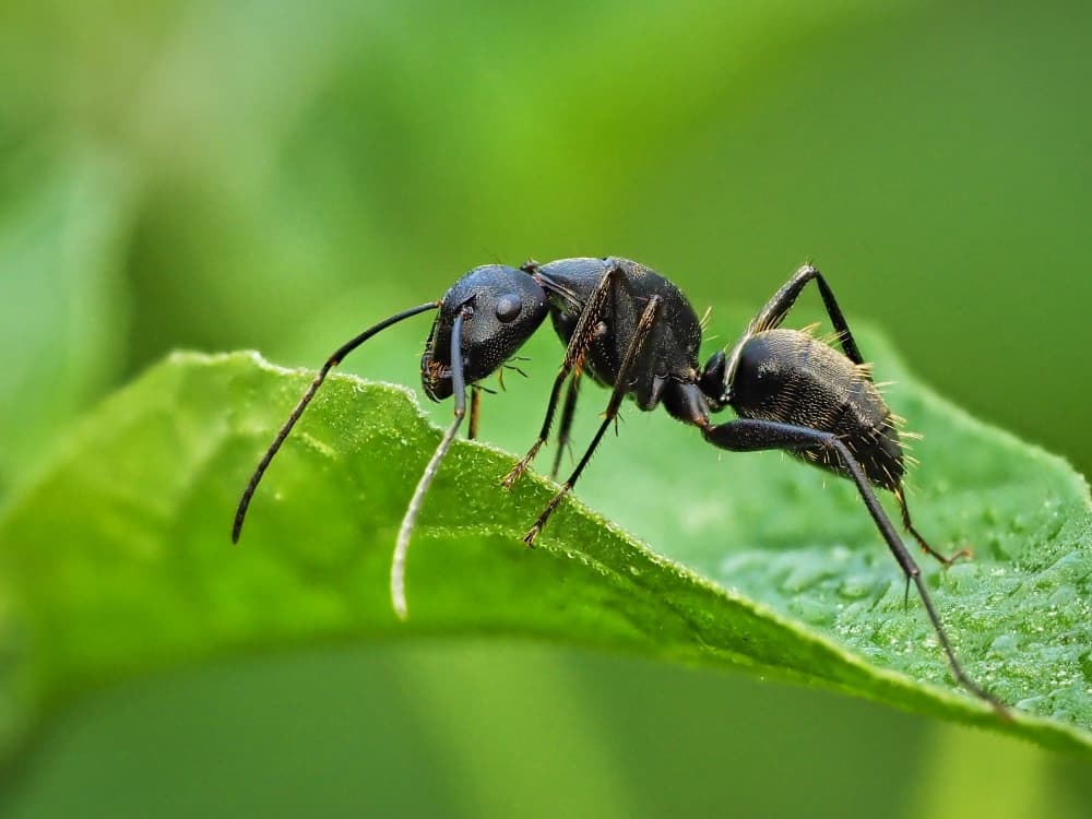 Black Ant On Green Leaf by Takiko Hirai — canvas wall art