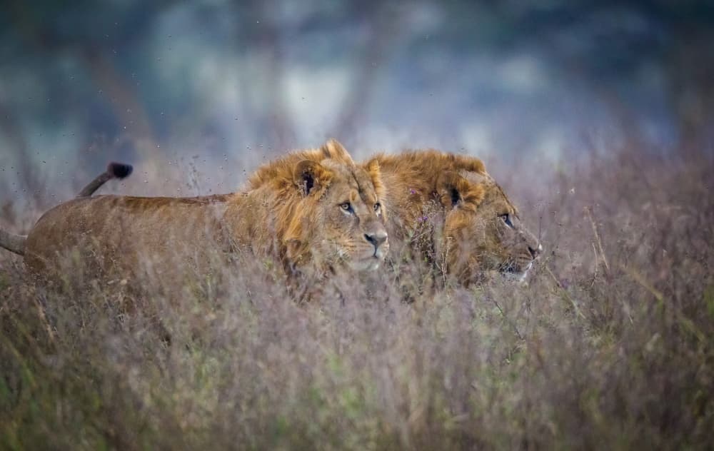 Watchful Savannah Lions by Jeffrey C. Sink — canvas wall art