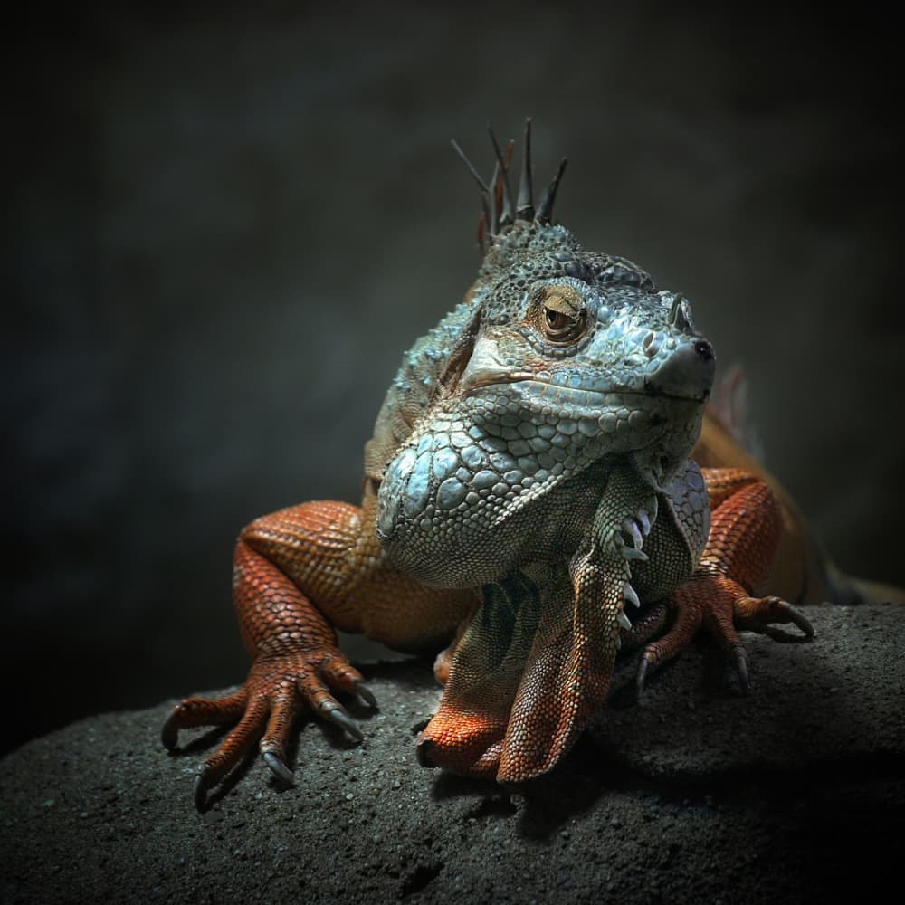 Exotic Iguana Gaze by Holger Droste — canvas wall art