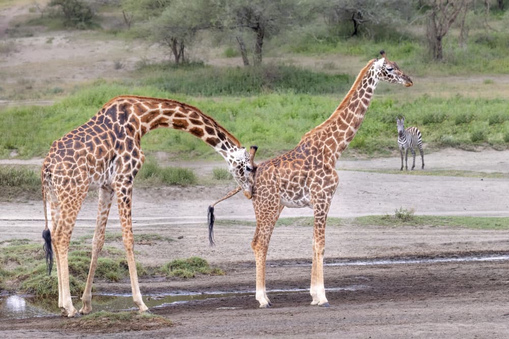 Giraffes Sharing Affection by Mark Strom — canvas wall art