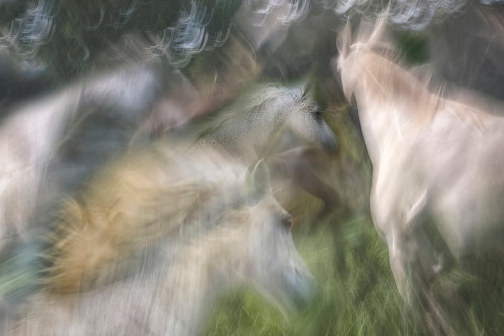 Ethereal Horse Movement by Milan Malovrh — canvas wall art