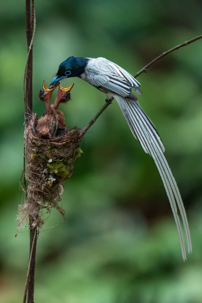 Bird Feeding Chicks by HuongHoang — canvas wall art