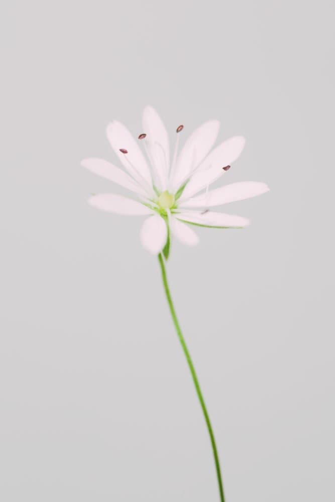 Delicate White Bloom by Pictufy Studio III — canvas wall art