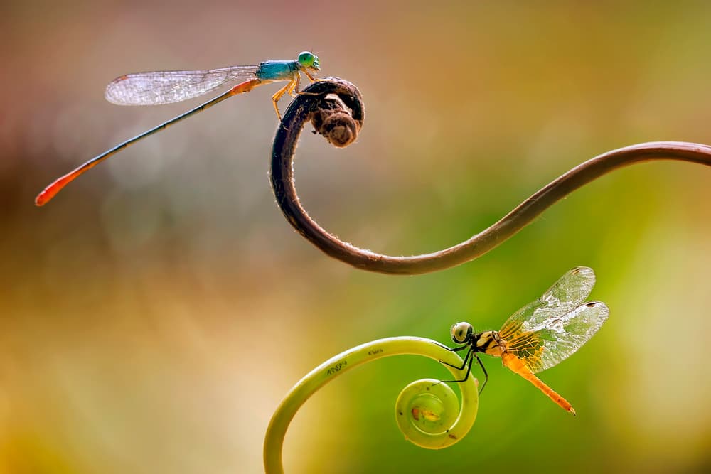 Damselflies on Spirals by Fauzan Maududdin — canvas wall art