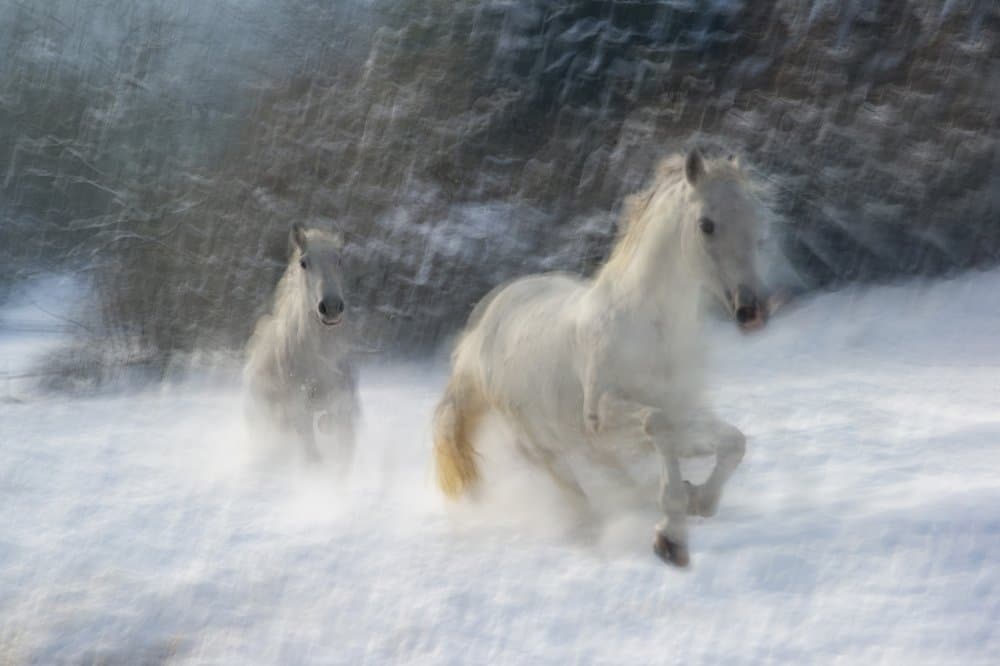 Galloping White Horses by Milan Malovrh — canvas wall art