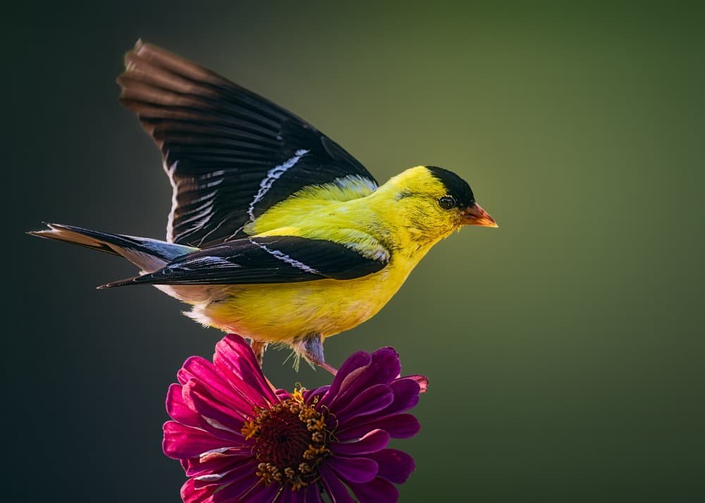 Vibrant Goldfinch Zinnia by Ben.C.L — canvas wall art