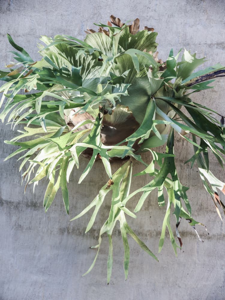 Wall Fern Delight by Shot by Clint — canvas wall art