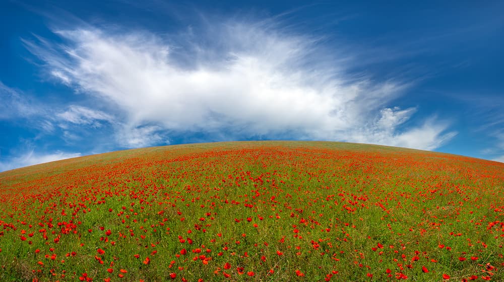 Rolling Poppy Hill by Hua Zhu — canvas wall art