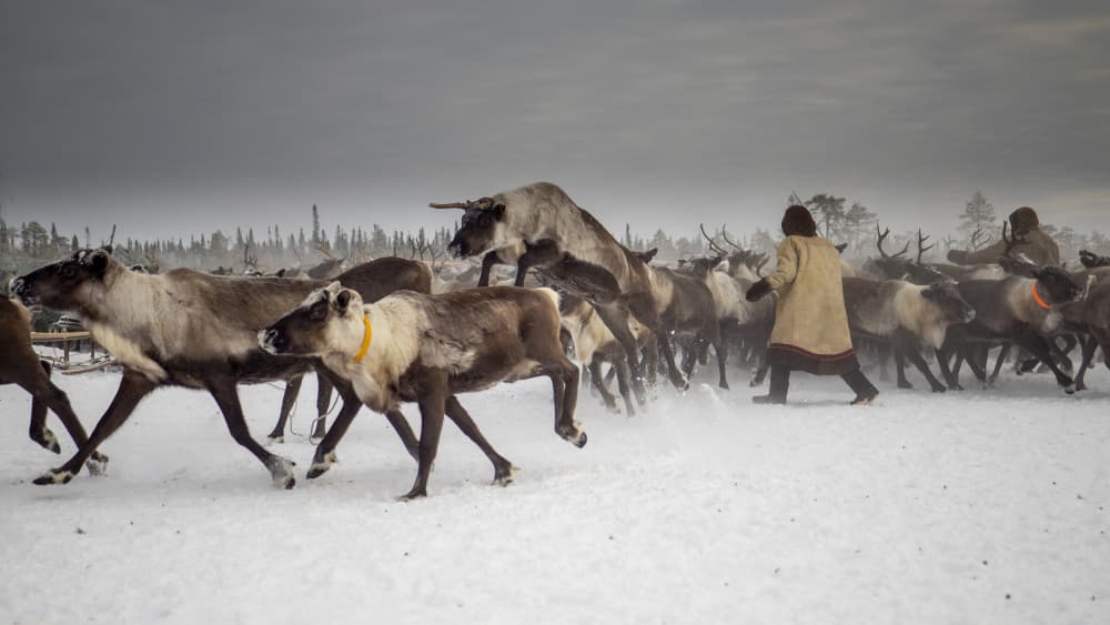 Reindeer Herding in Winter by Marcel Rebro — canvas wall art