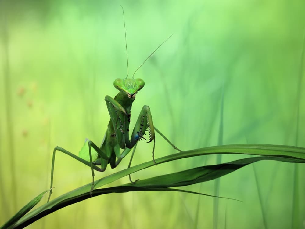 Attentive Praying Mantis by Jimmy Hoffman — canvas wall art