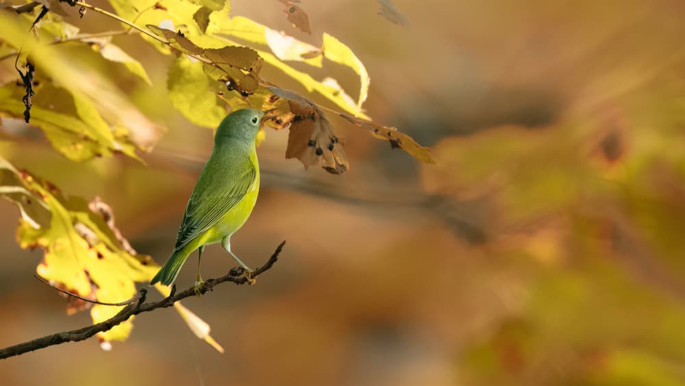 Green Bird Golden Leaves by Robert Zhang — canvas wall art