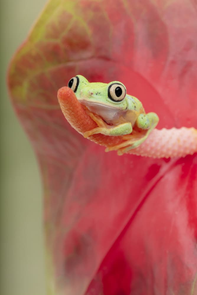 Curious Tree Frog by Linda D Lester — canvas wall art