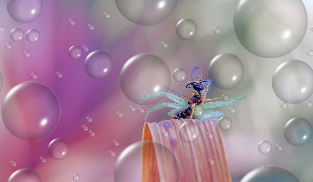 Wasp in Dreamy Bubbles by Thierry Dufour — canvas wall art
