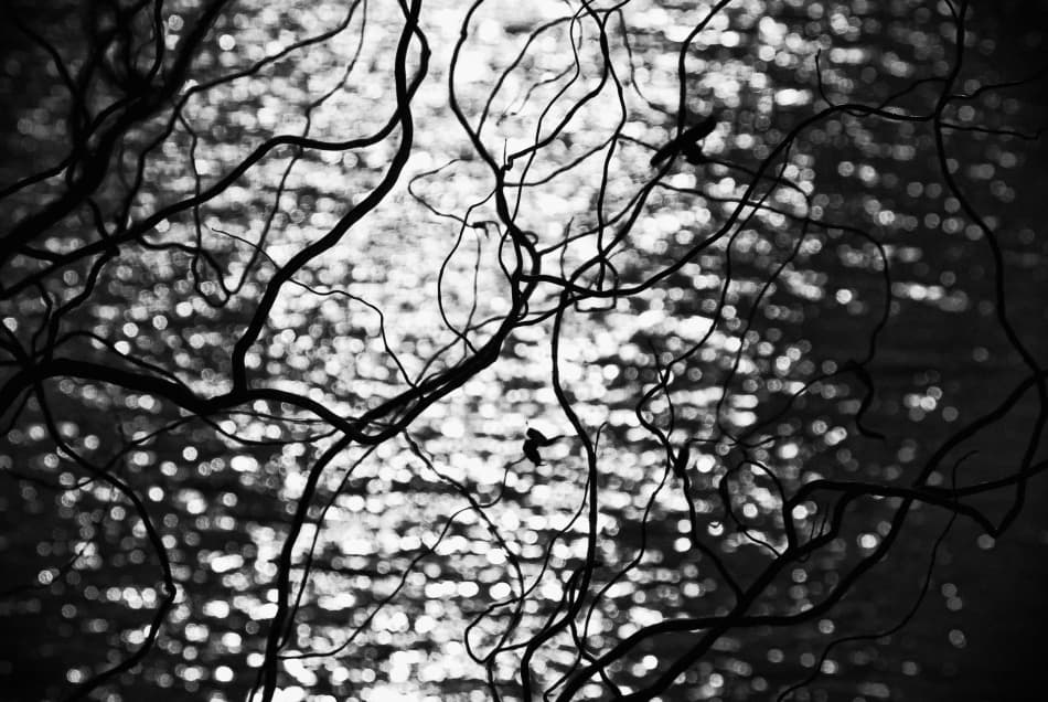 Dark Branches Shimmering Water by Codrin Lupei — canvas wall art