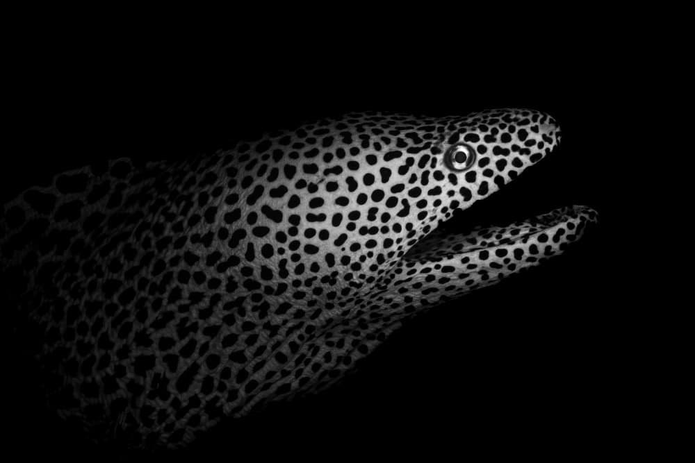 Spotted Moray Eel by Serge Melesan — canvas wall art