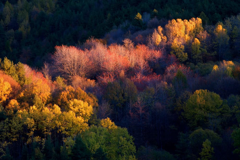 Golden Autumn Forest by Paolo Bolla — canvas wall art