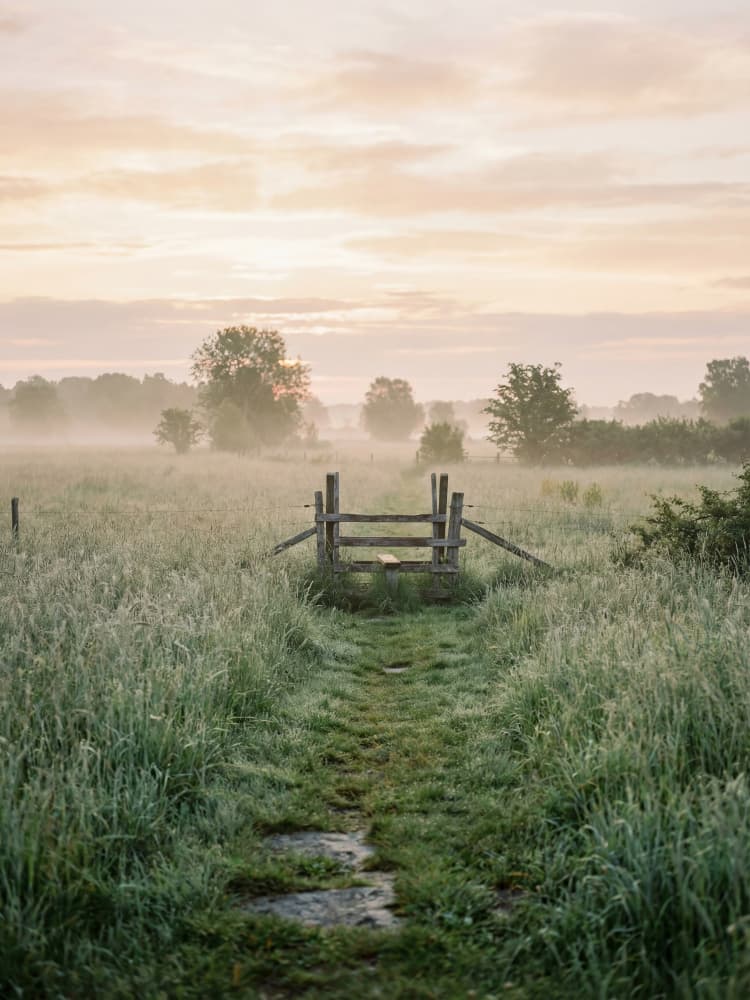 Misty Morning Path by Andreas Magnusson — canvas wall art