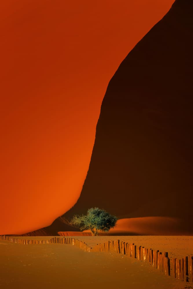 Orange Dune Tree by Yun Gong — canvas wall art