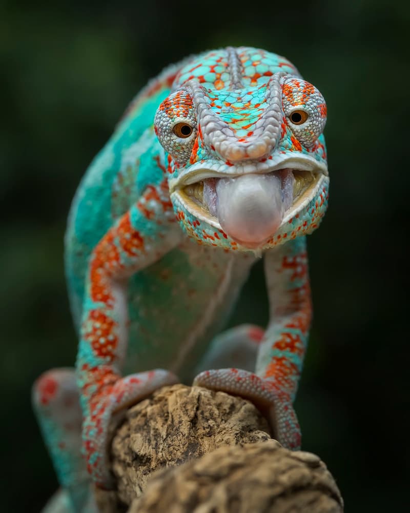 Chameleon Tongue Up Close by Tantoyensen — canvas wall art