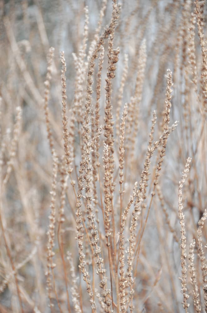 Serene Dry Grass by Jemma Morris — canvas wall art