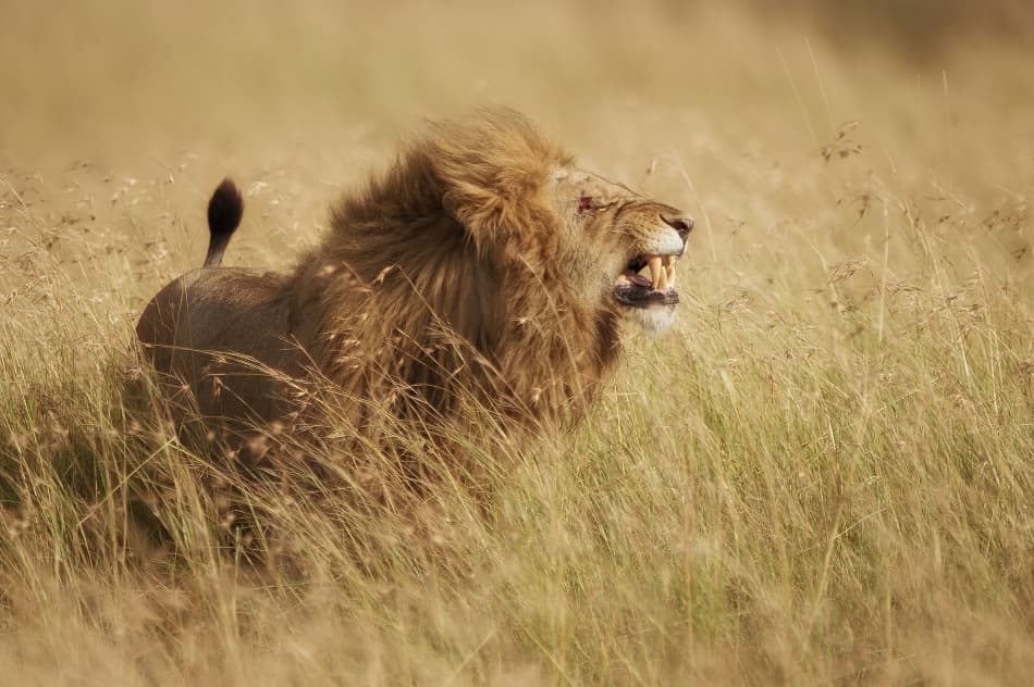 Fierce Lion Roar by Mohammed Alnaser — canvas wall art