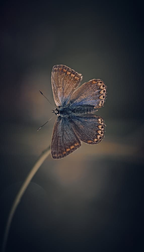 Delicate Blue Butterfly by Stuart Williams — canvas wall art