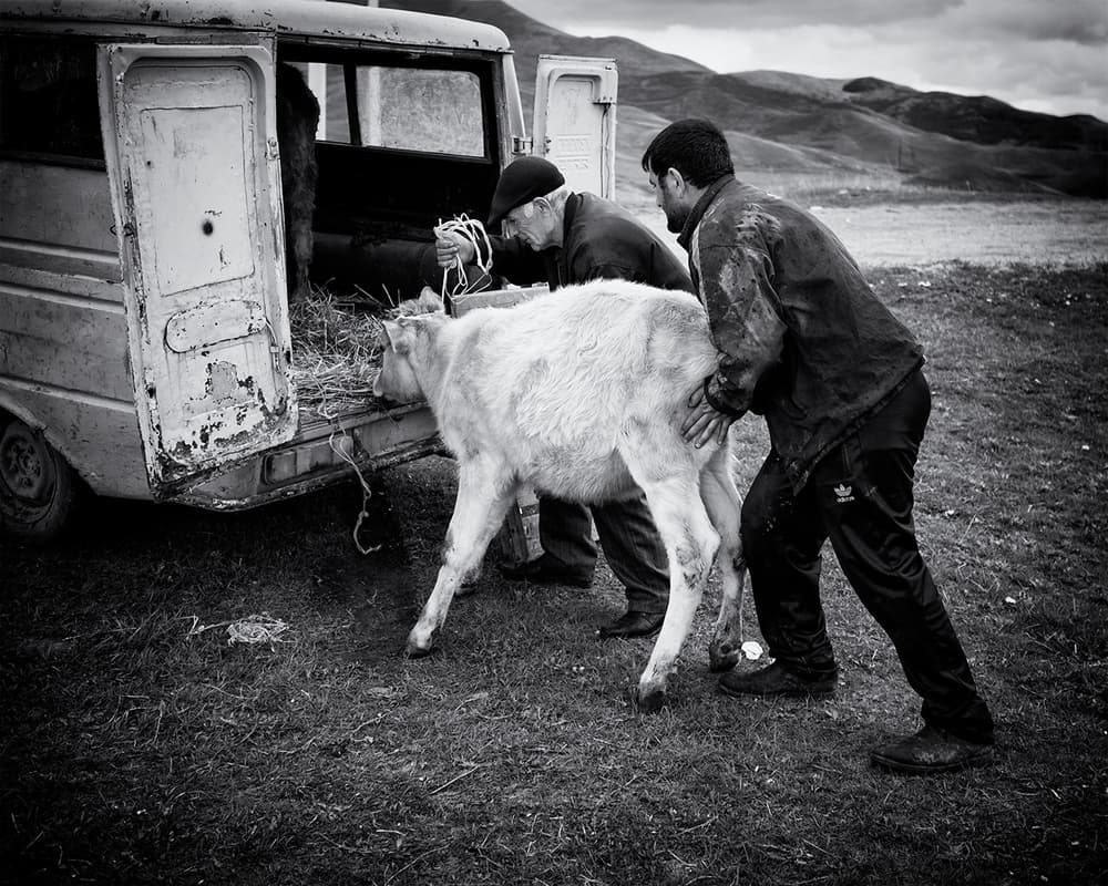 Men Loading Farm Calf by Marcel Rebro — canvas wall art