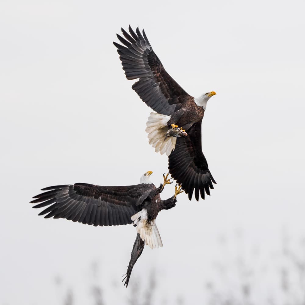 Bald Eagle Fish Fight by John Fan — canvas wall art