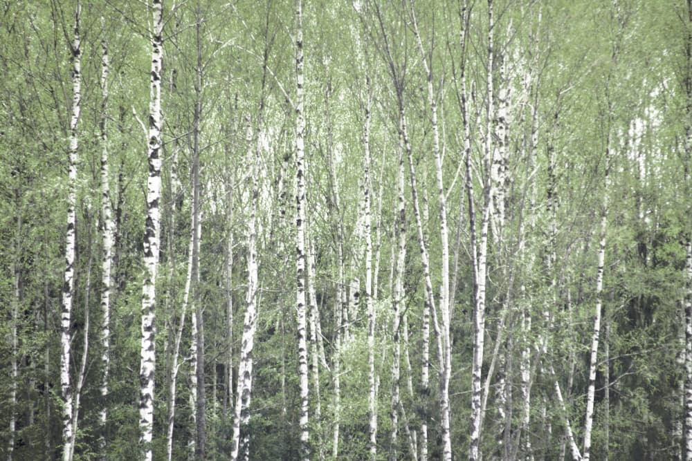 Springtime Birch Forest by Christina Sillen — canvas wall art