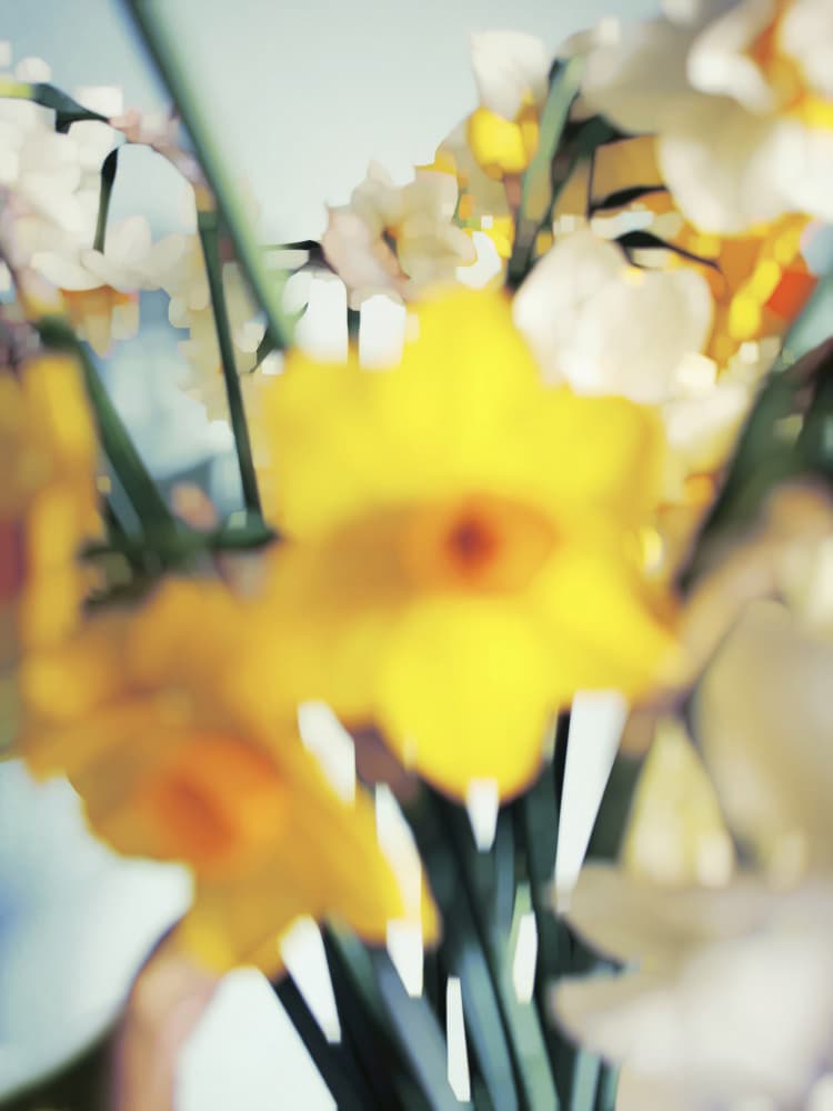 Soft Spring Daffodils by Angelo Cerantola — canvas wall art
