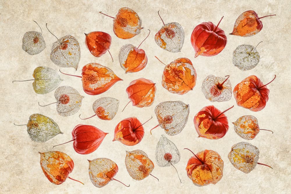Delicate Autumn Lanterns by Ytje Veenstra — canvas wall art