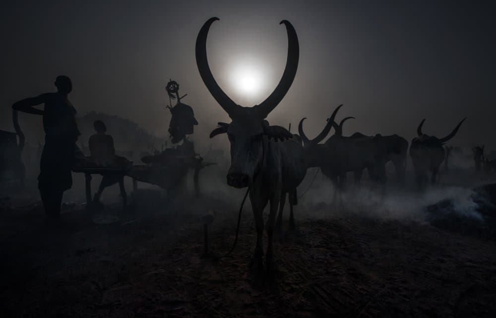Horned Cattle Morning Light by Joxe Inazio Kuesta Garmendia — canvas wall art
