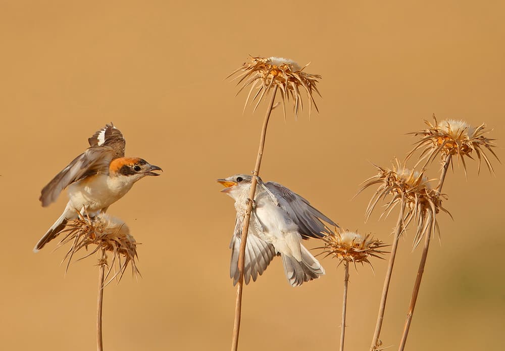 Shrike Feeding Young Birds by Shlomo Waldmann — canvas wall art